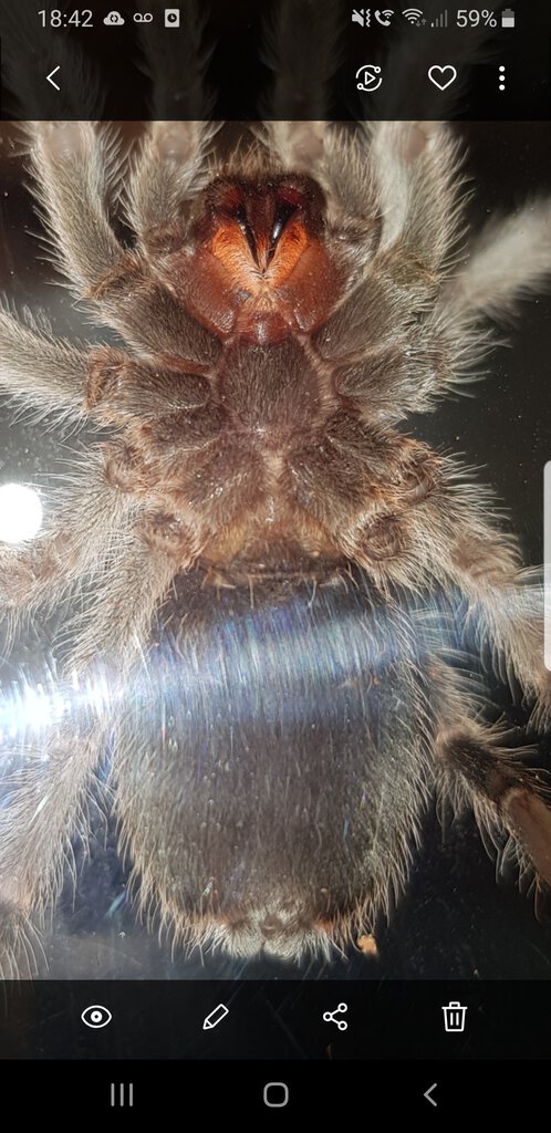 Chilean Rose Tarantula [ventral sexing]