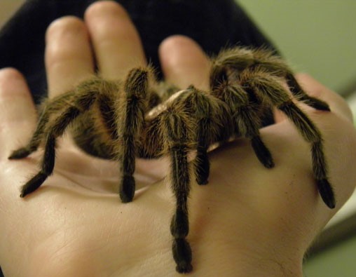 Chilean Rose Tarantula