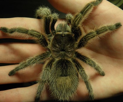 Chilean Rose Tarantula