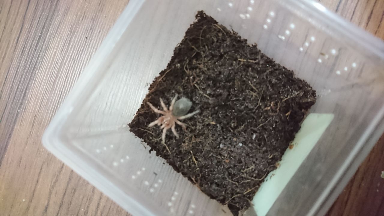 Chilean rose tarantula