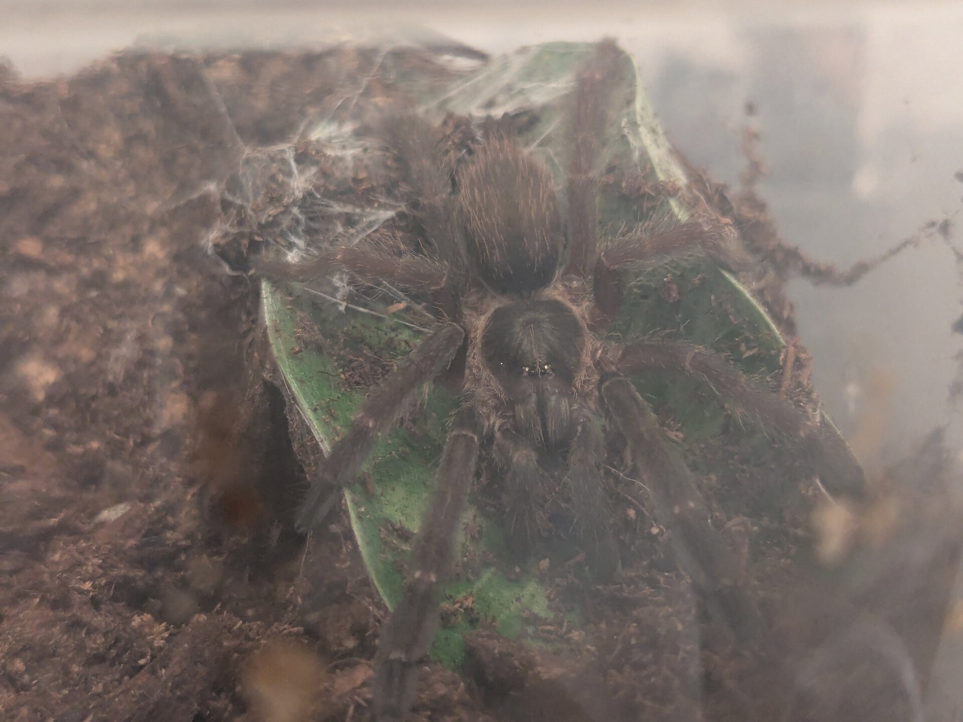 Chillin' on the leaf