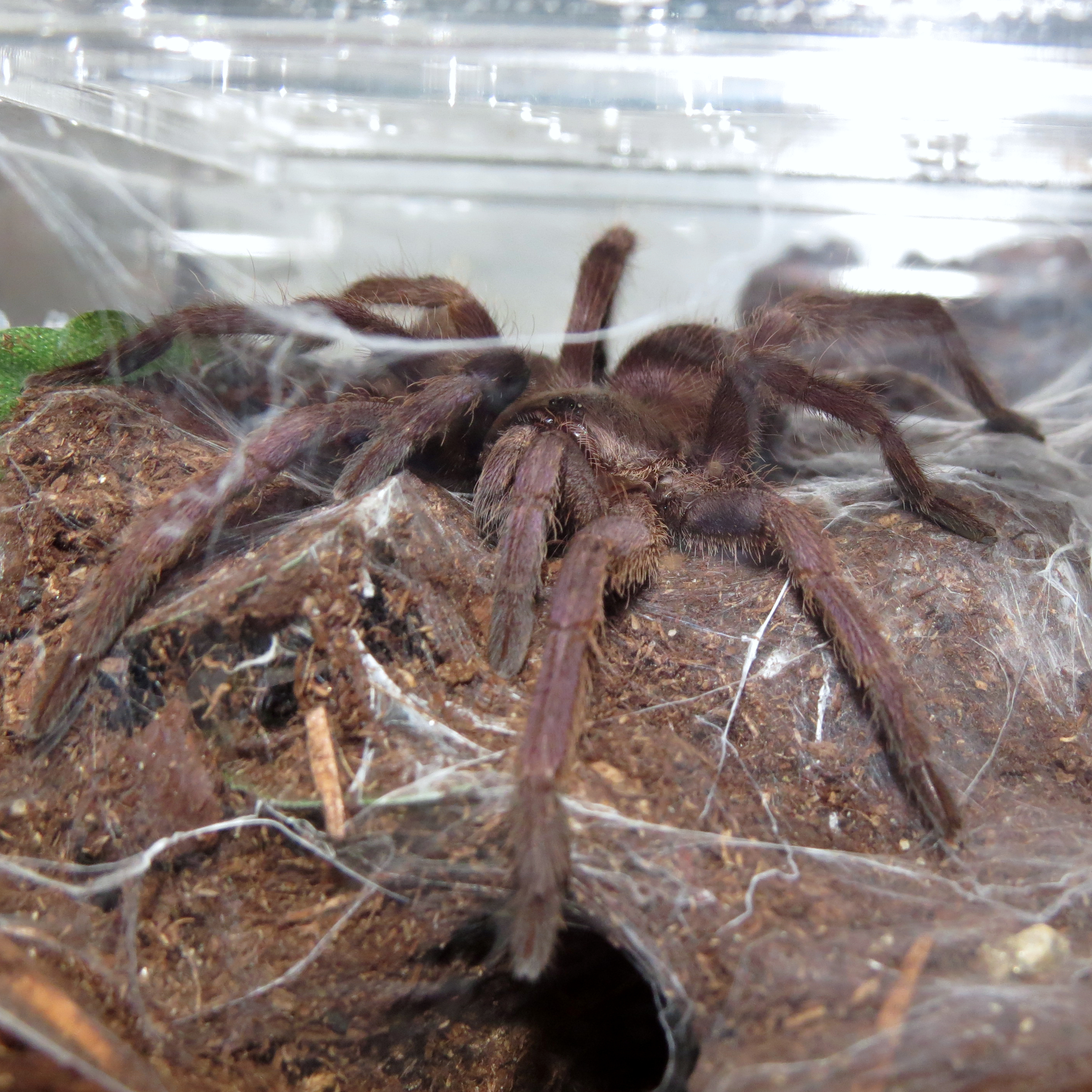 Chilobrachys dyscolus (1.5")