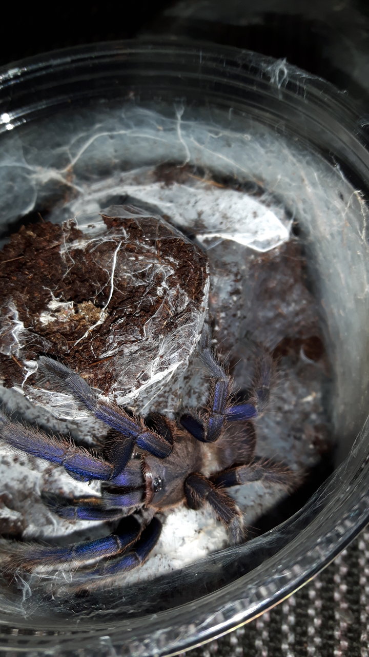 Chilobrachys dyscolus blue