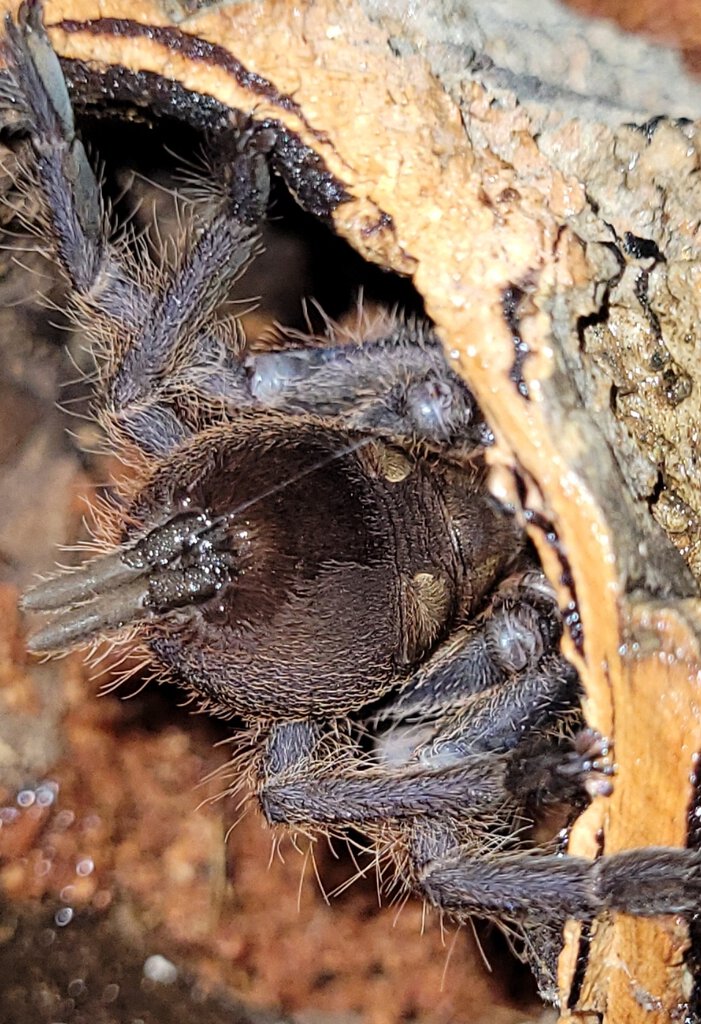 Chilobrachys dyscolus blue