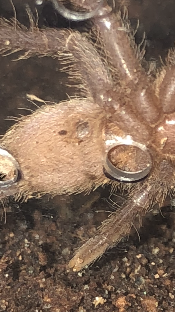 Chilobrachys dyscolus "Vietnam blue" [1/2]