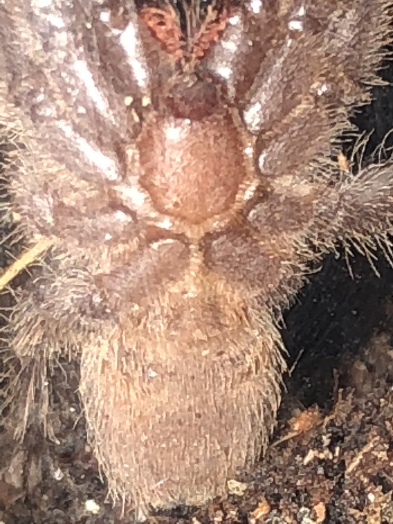 Chilobrachys dyscolus "Vietnam blue" [2/2]