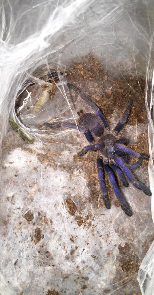 Chilobrachys dyscolus
