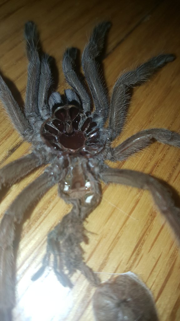 Chilobrachys "electric blue"