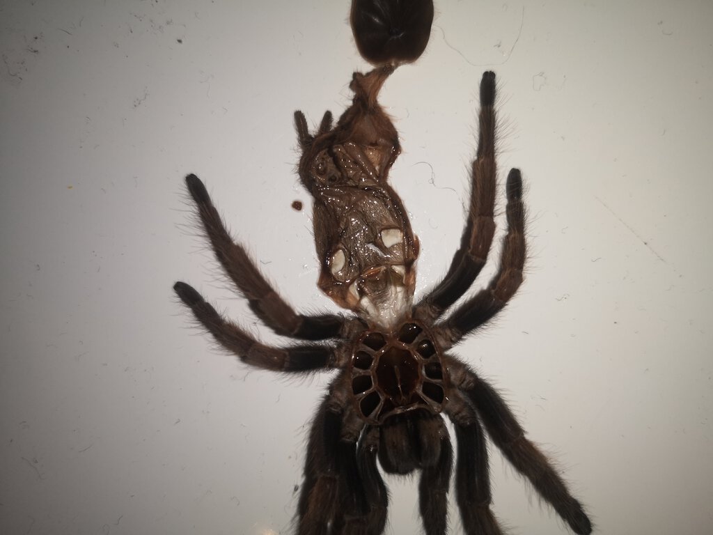 Chilobrachys fimbriatus 2