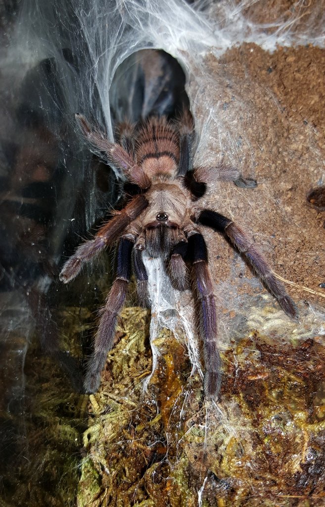 Chilobrachys fimbriatus (Indian Violet)