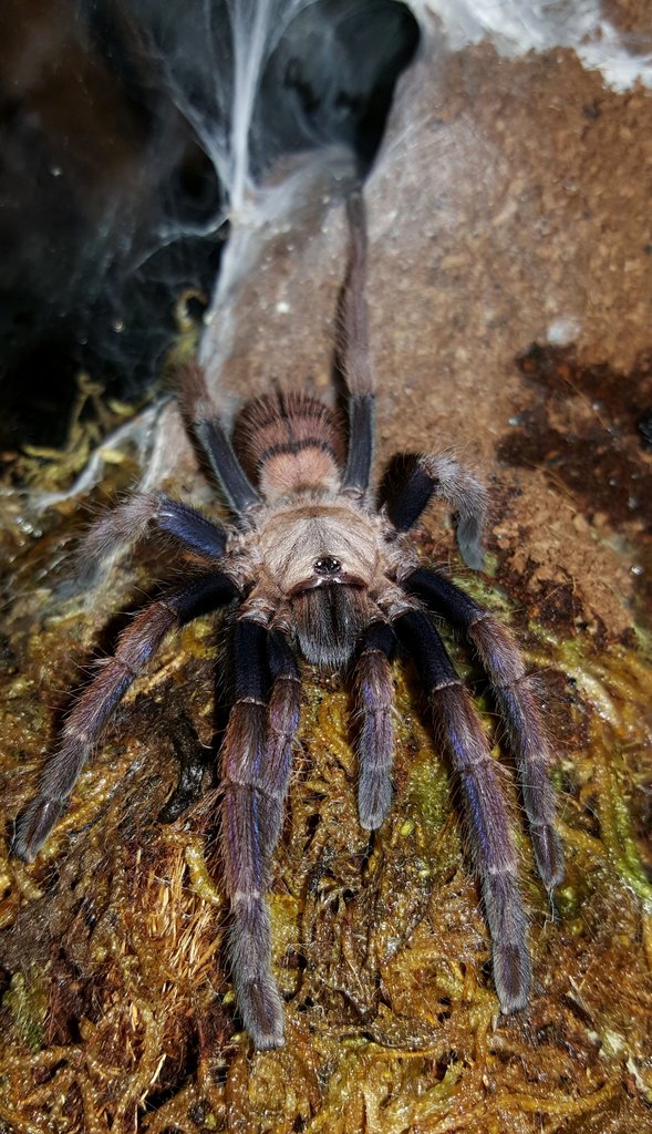 Chilobrachys fimbriatus (Indian Violet)