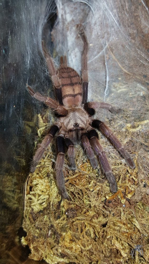 Chilobrachys fimbriatus (Indian Violet)