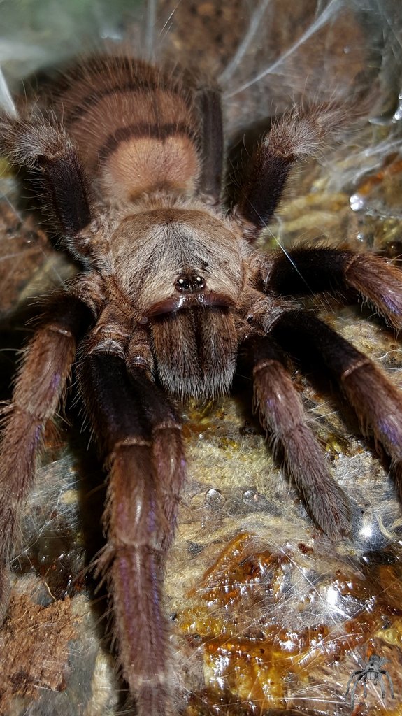 Chilobrachys fimbriatus (Indian Violet)