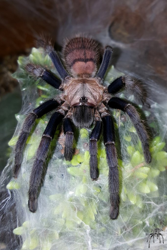 Chilobrachys fimbriatus (Indian Violet)