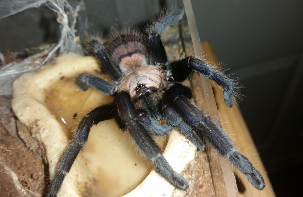 Chilobrachys fimbriatus Mature Female