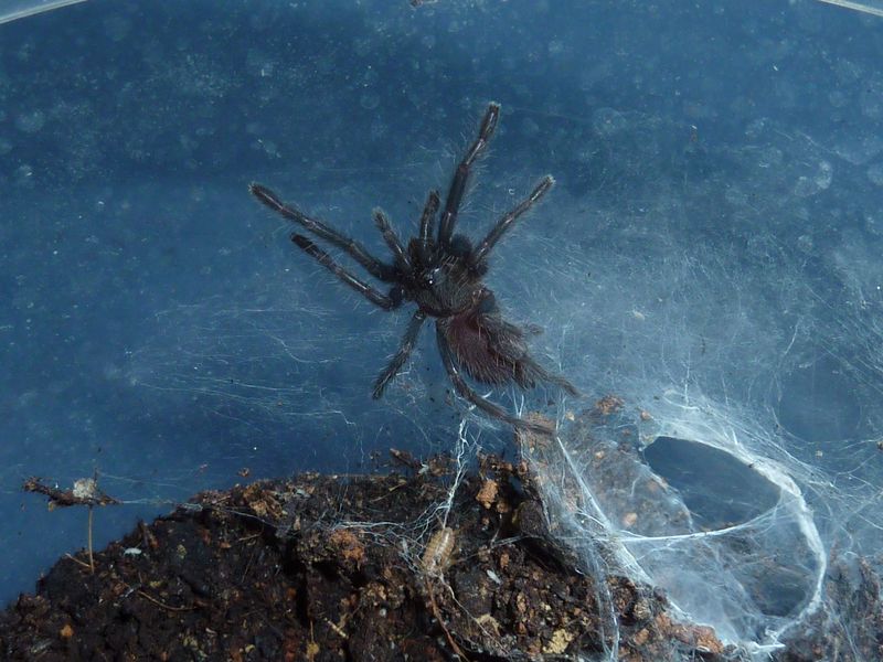 Chilobrachys fimbriatus (sling)