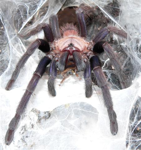 Chilobrachys fimbriatus