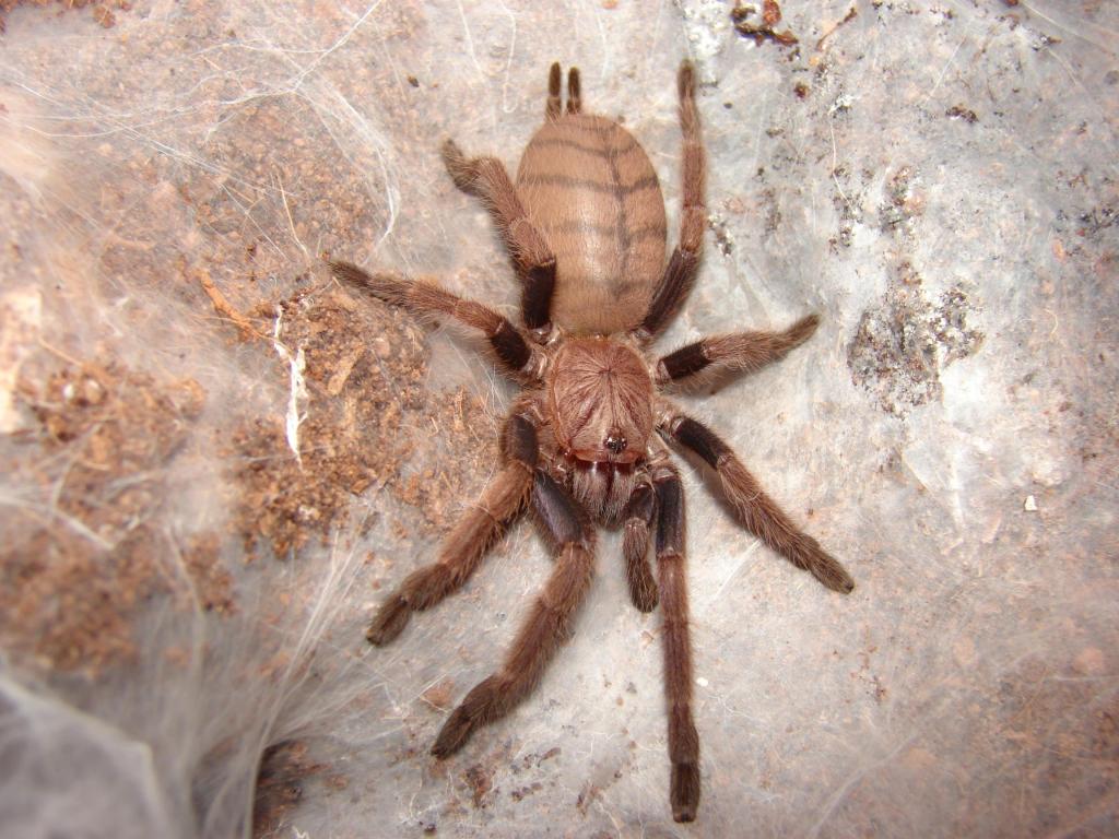 Chilobrachys Fimbriatus