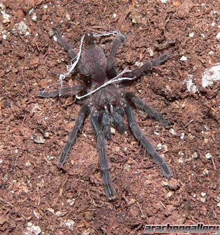 Chilobrachys fimbriatus