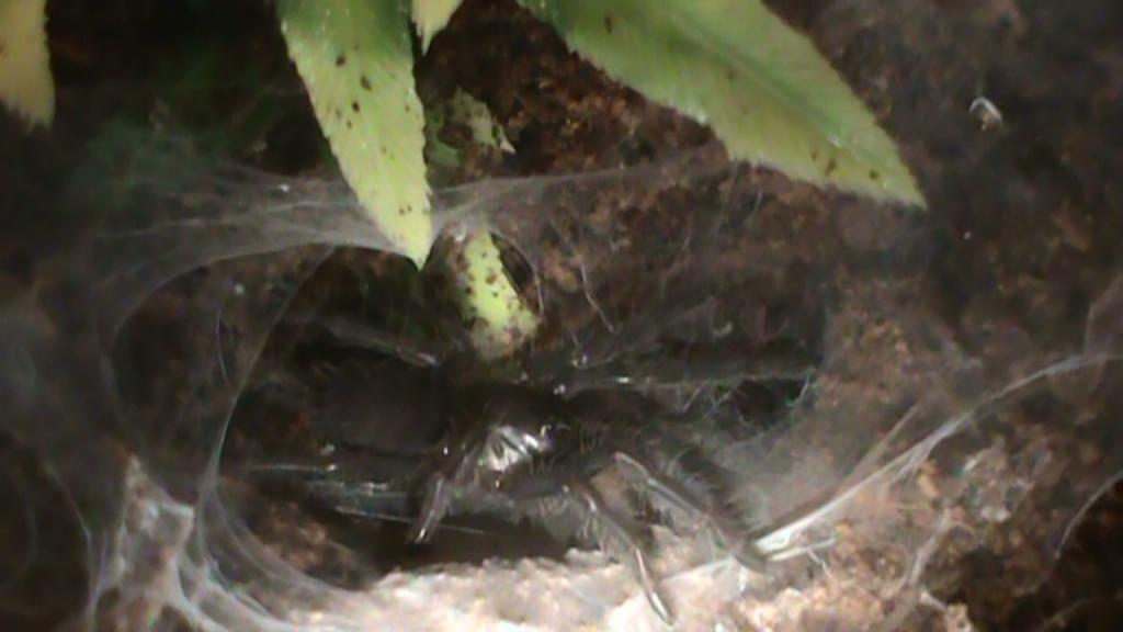 Chilobrachys Fimbriatus