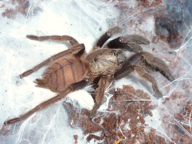 Chilobrachys fimbriatus