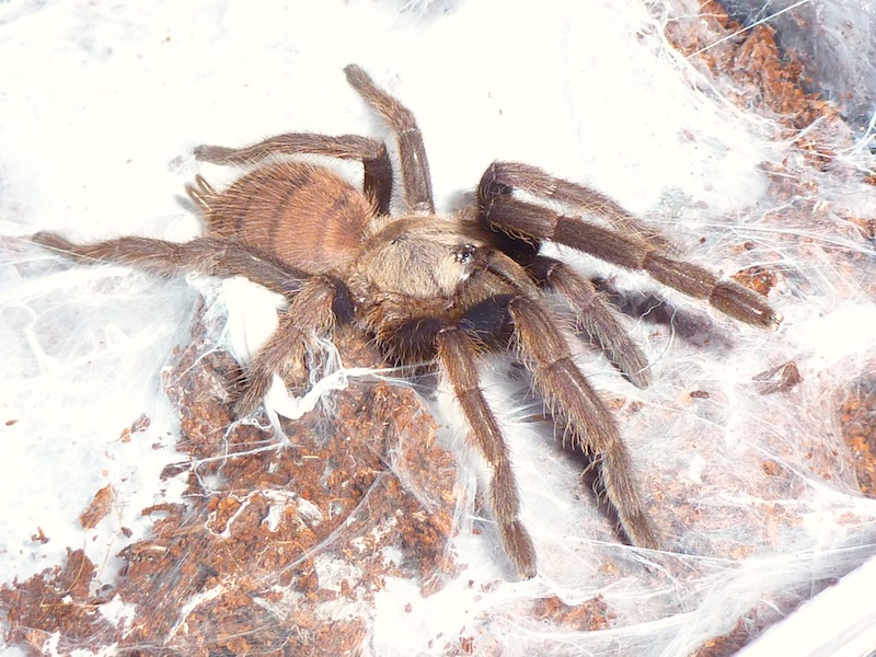Chilobrachys fimbriatus