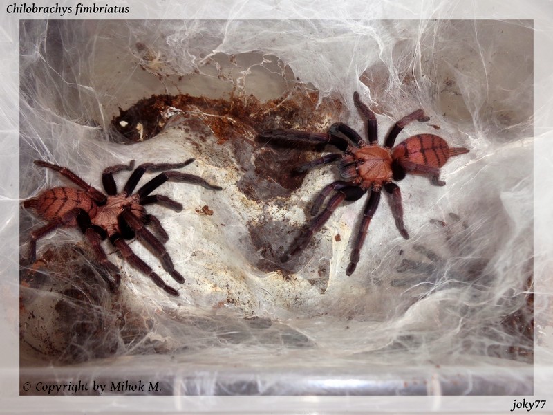 Chilobrachys fimbriatus