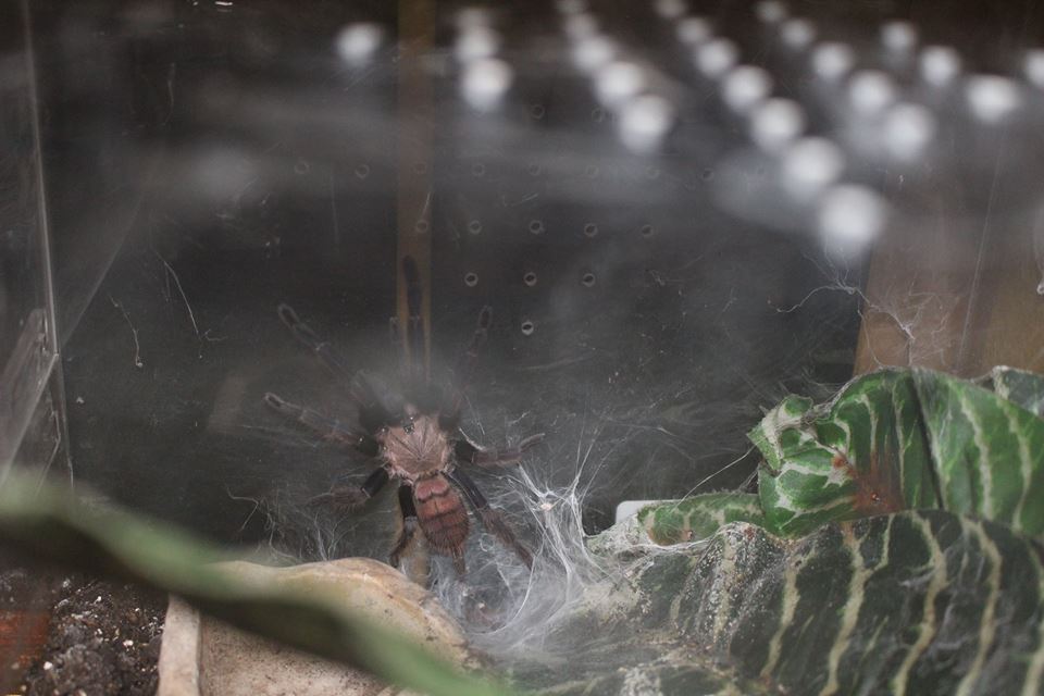 Chilobrachys fimbriatus