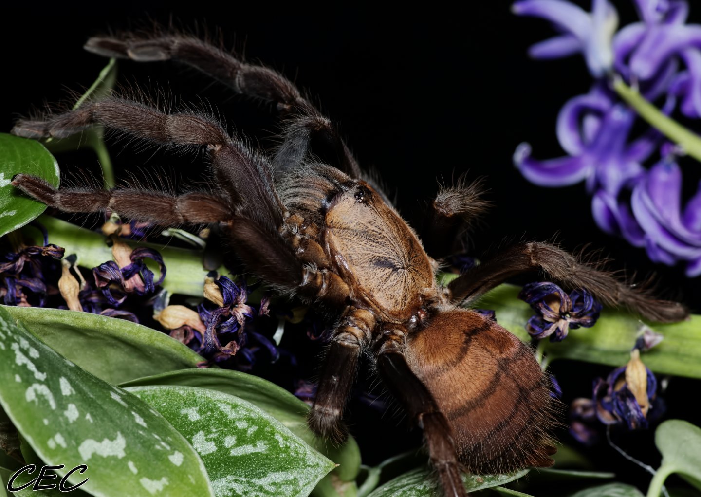 Chilobrachys fimbriatus