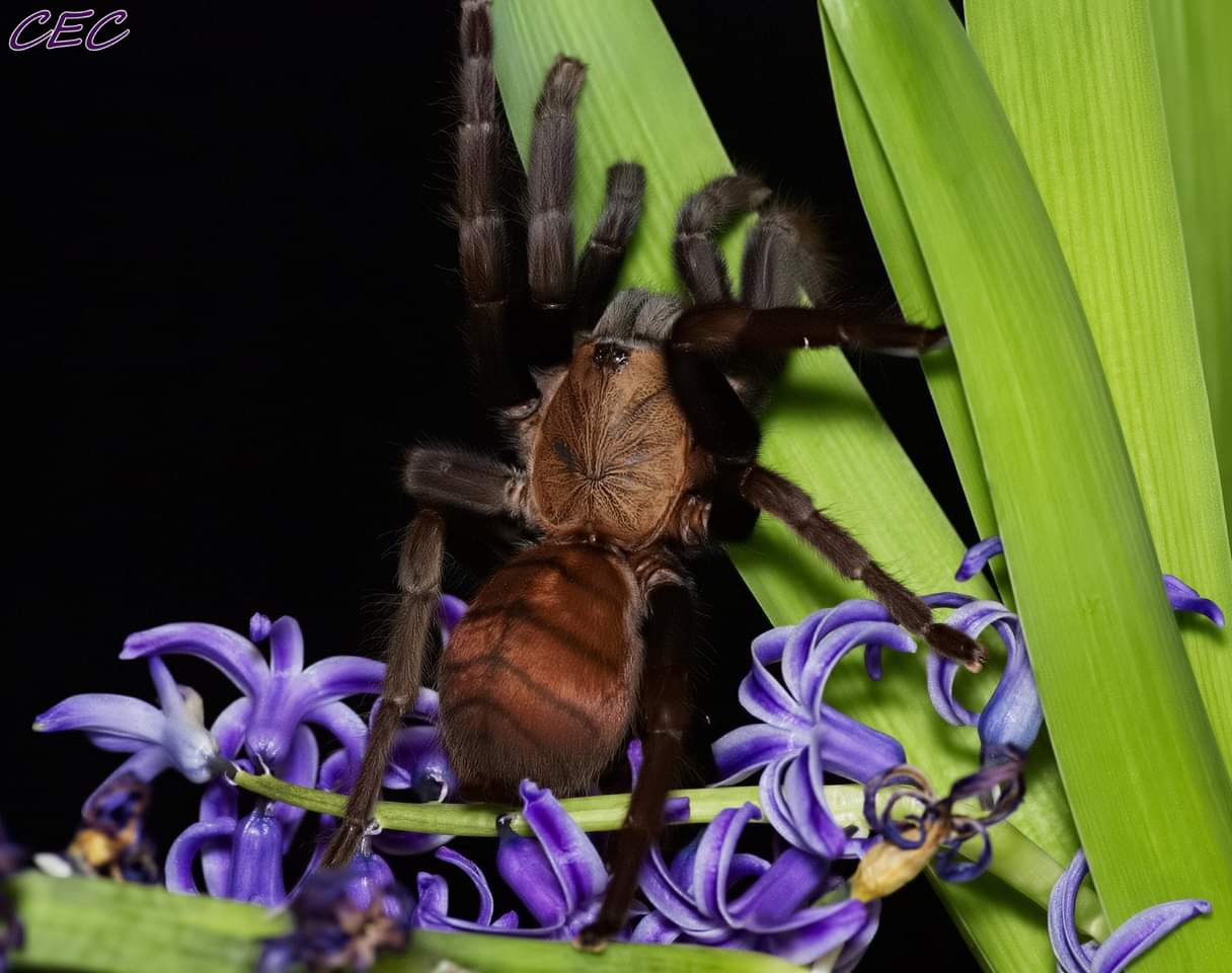 Chilobrachys fimbriatus