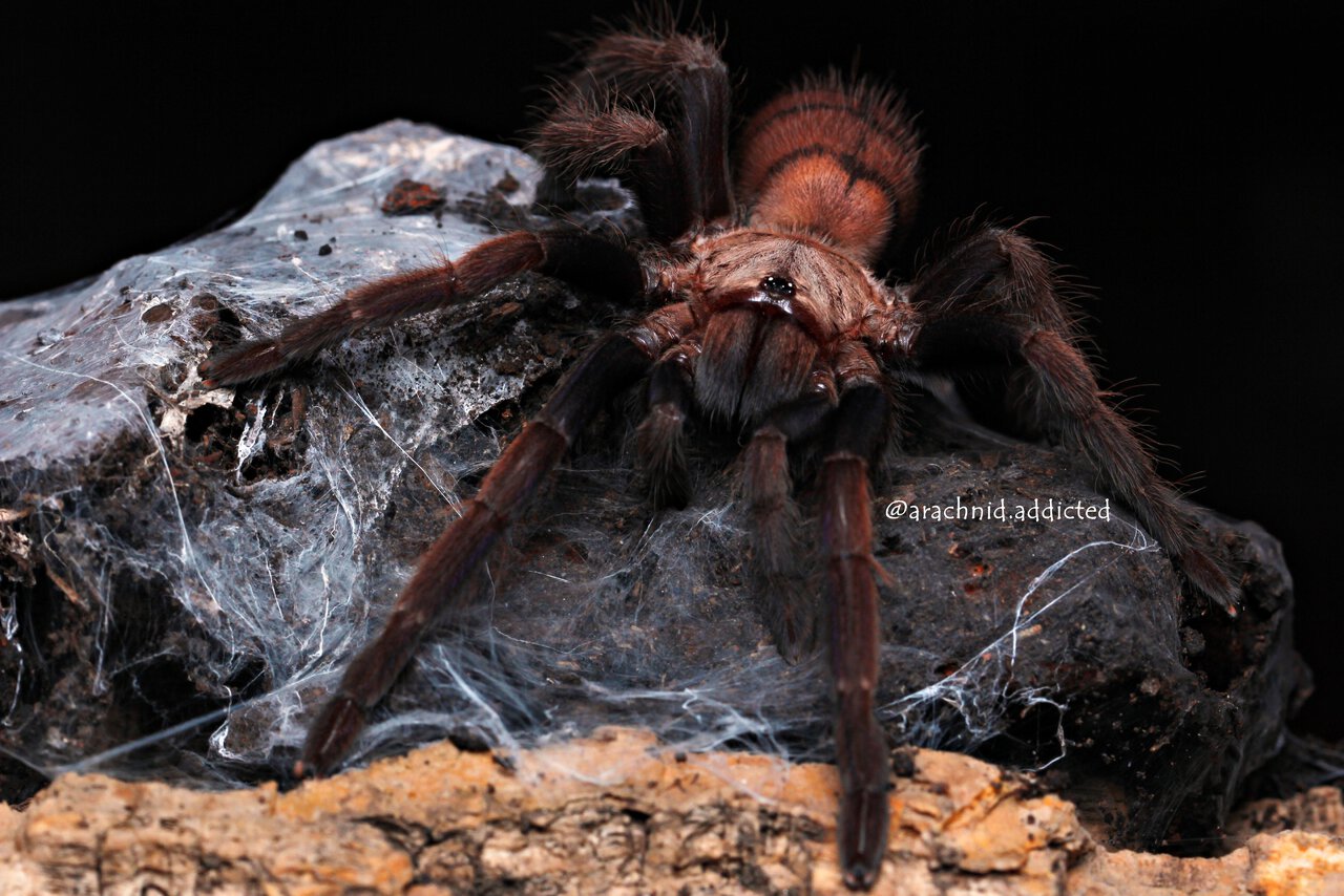 Chilobrachys fimbriatus.