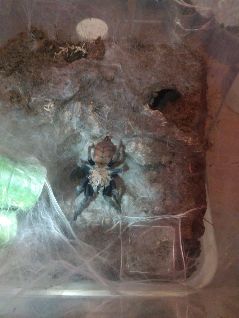 Chilobrachys fimbriatus