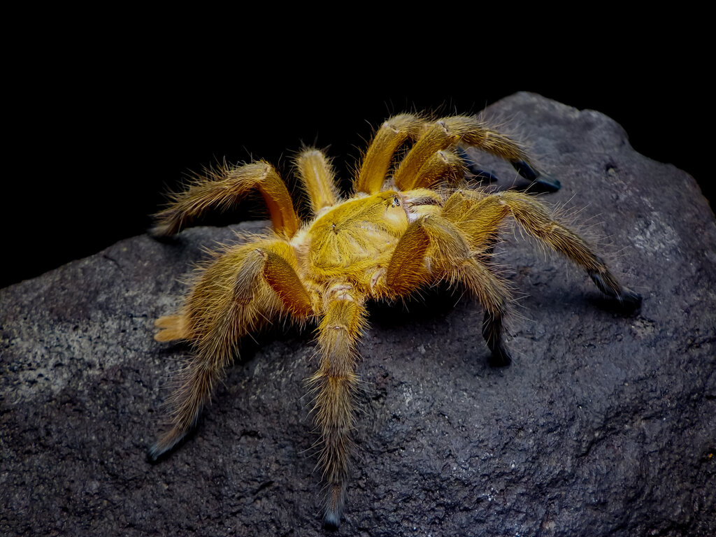 Chilobrachys huahini juvenile female