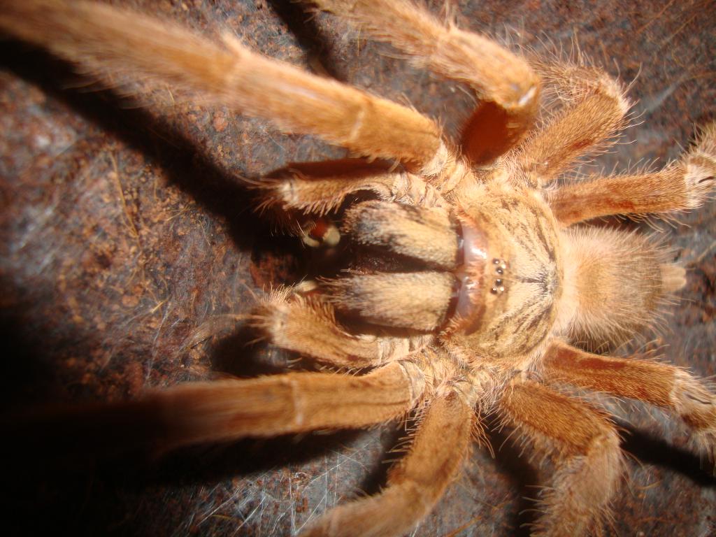 Chilobrachys huahini