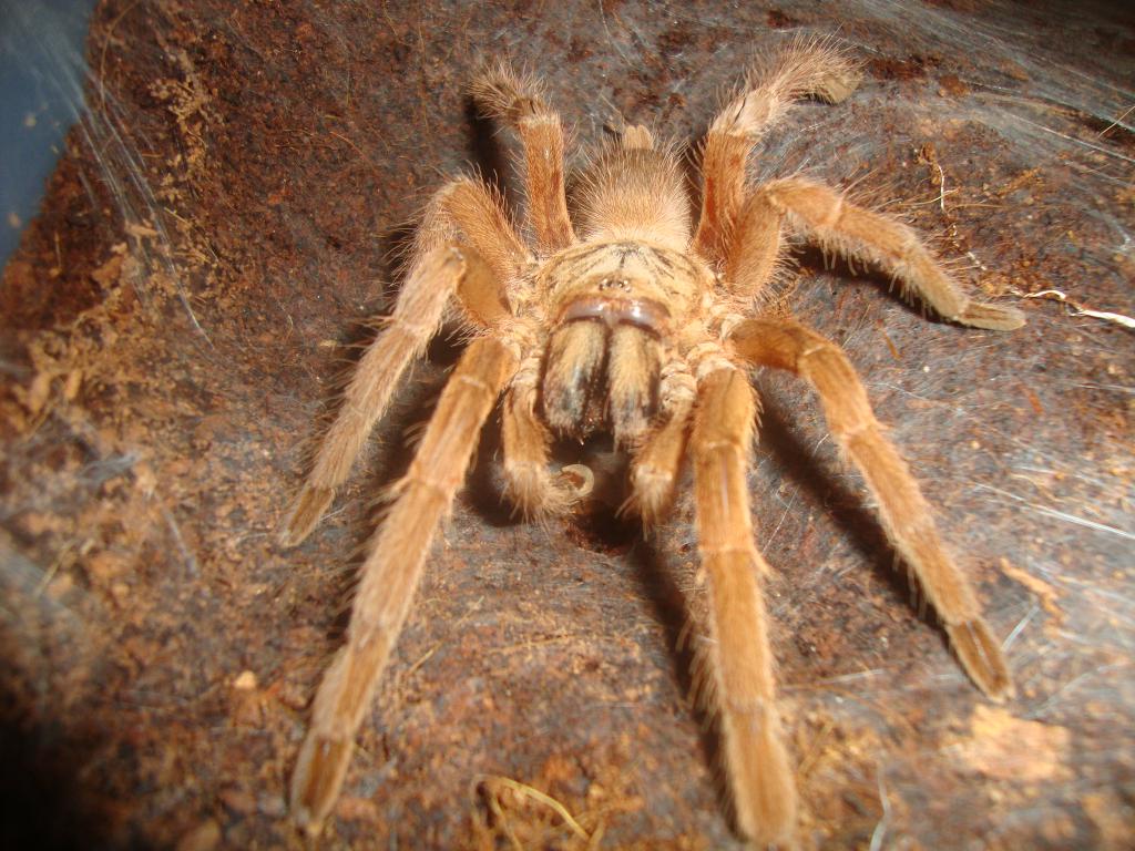 Chilobrachys huahini