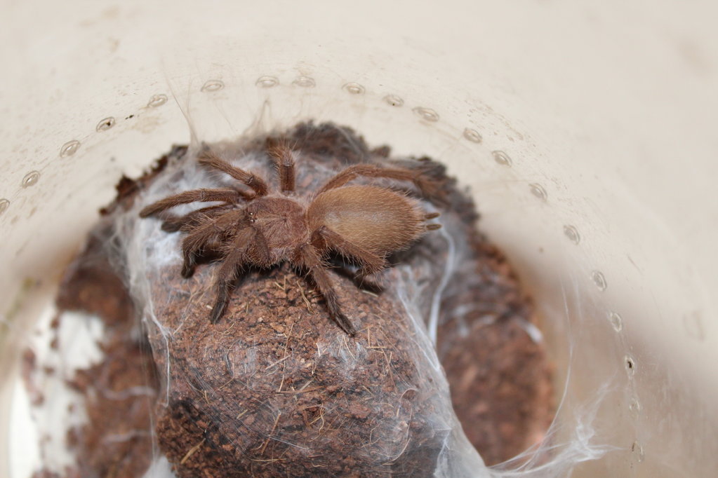 Chilobrachys Huahini