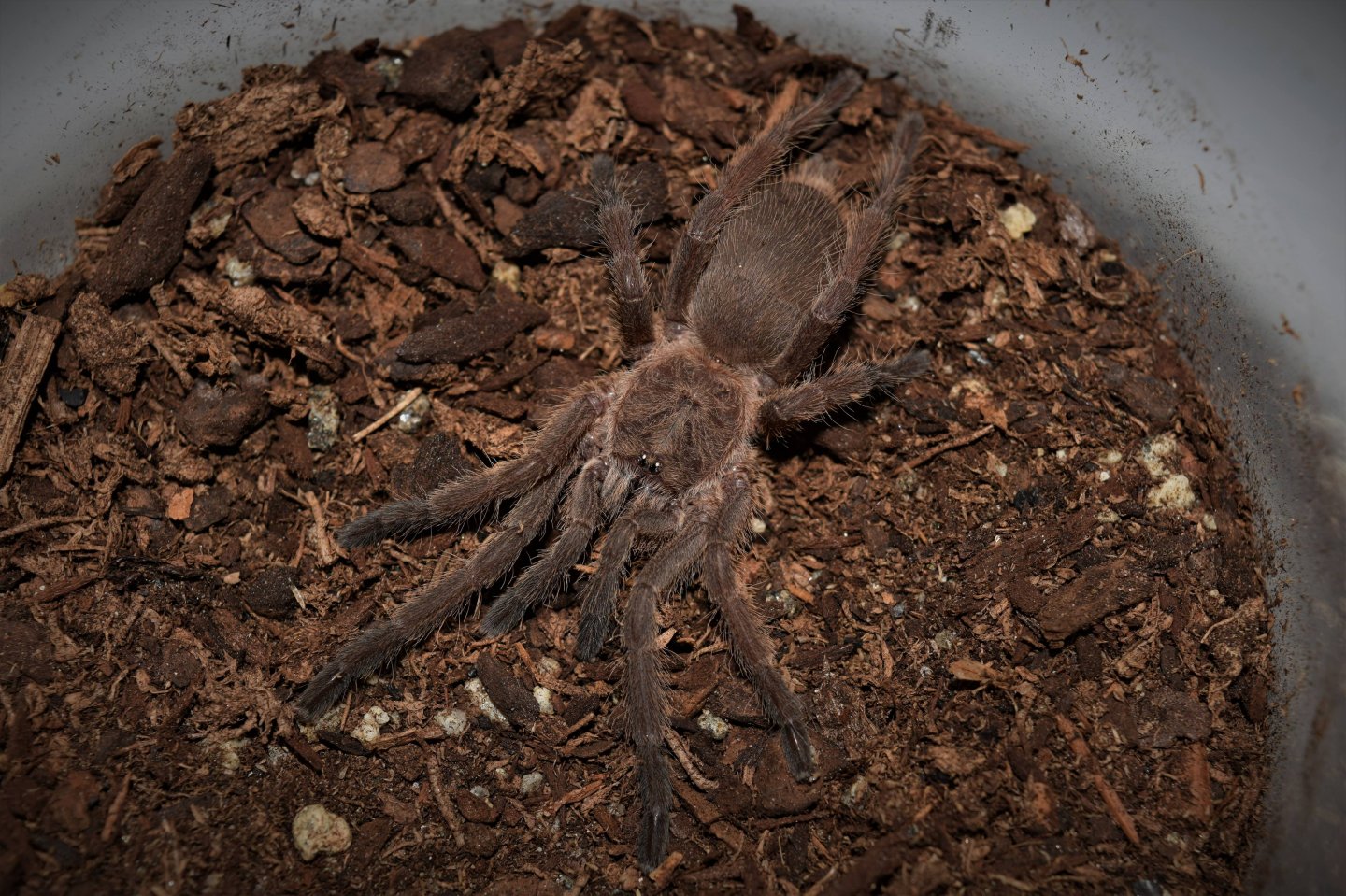 Chilobrachys huahini