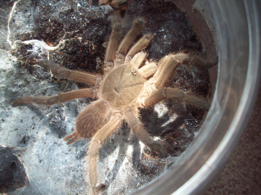 Chilobrachys huahini