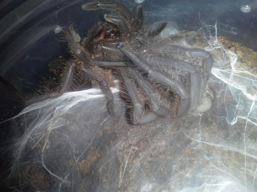 Chilobrachys Khiri Khan Molting