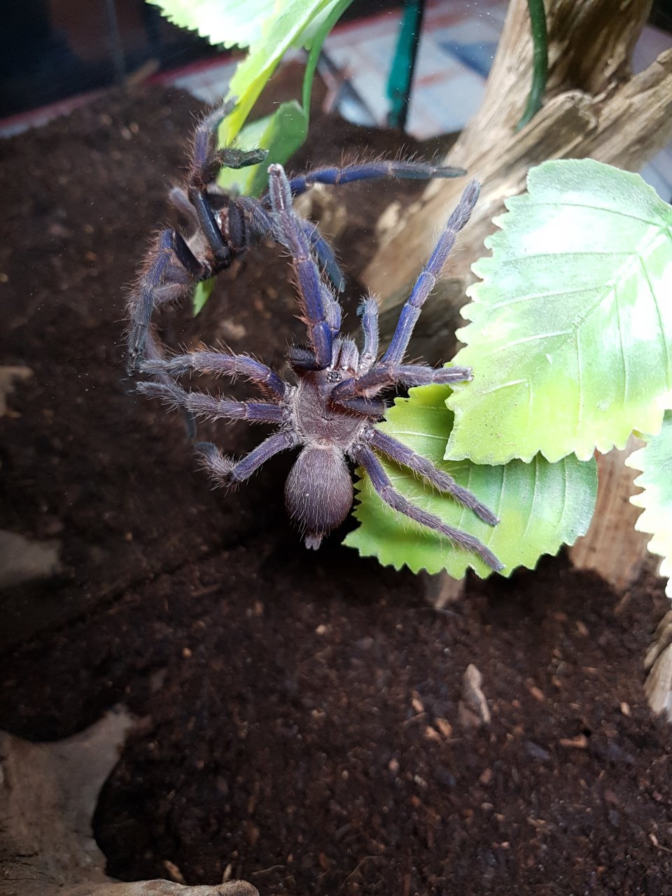 Chilobrachys sp. Blue freshly molted