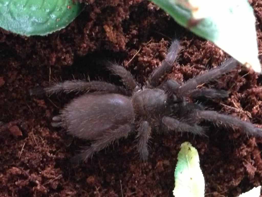 Chilobrachys sp. Blue