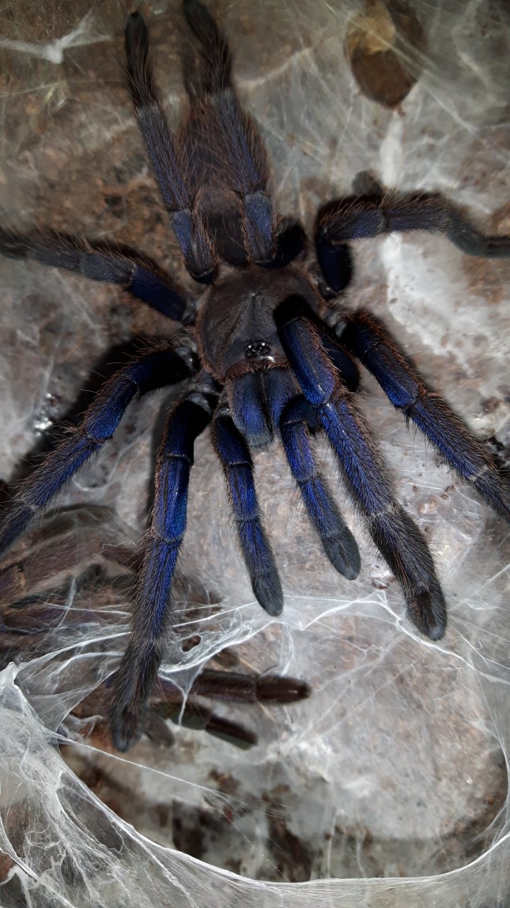 Chilobrachys sp. Dyscolus blue