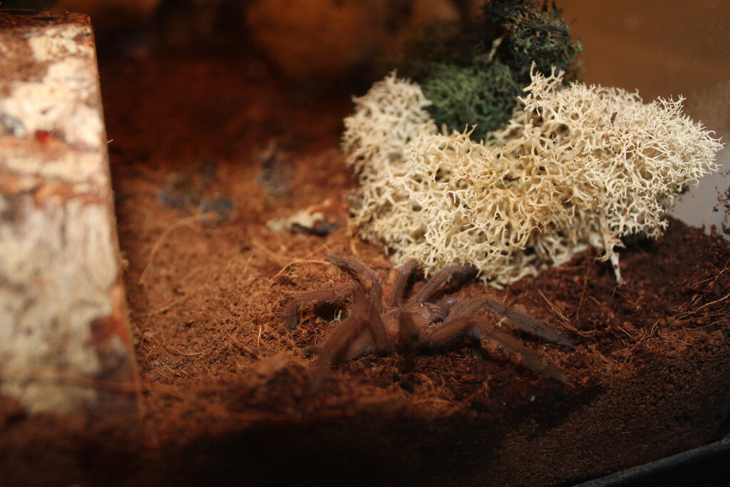 chilobrachys sp. dyscolus blue