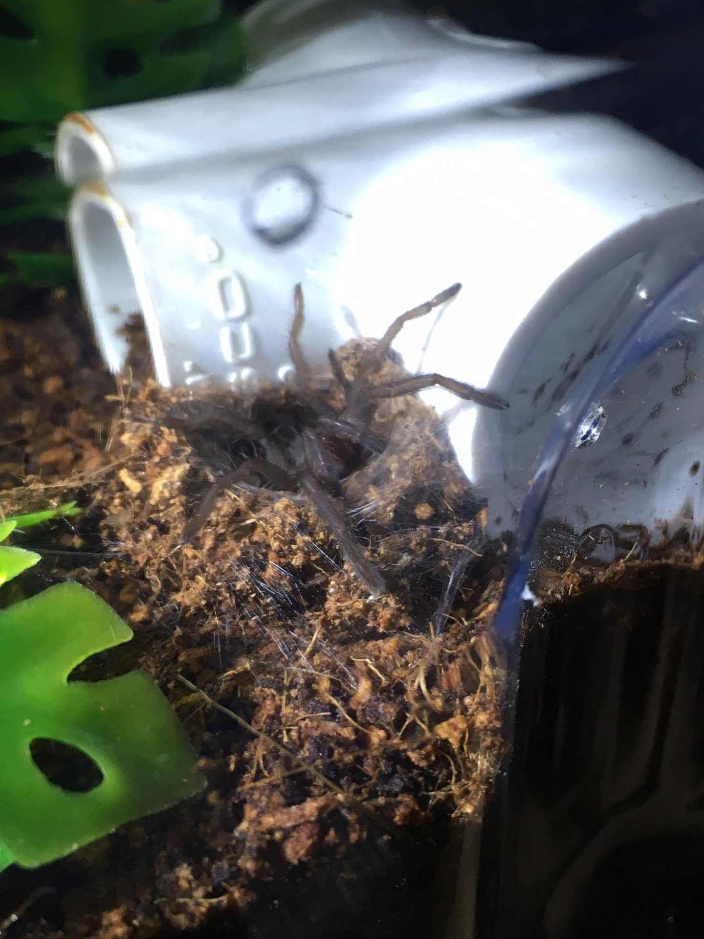 Chilobrachys sp. electric blue (3-25-2016)