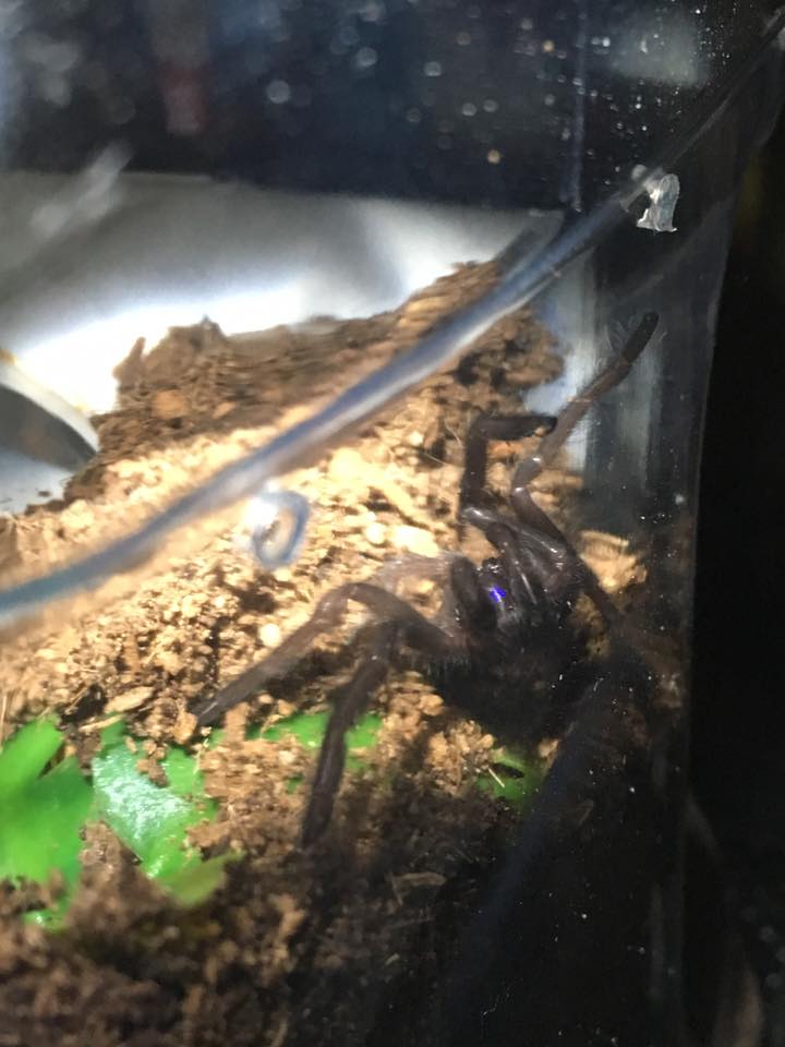 Chilobrachys sp. electric blue (4-27-2016)