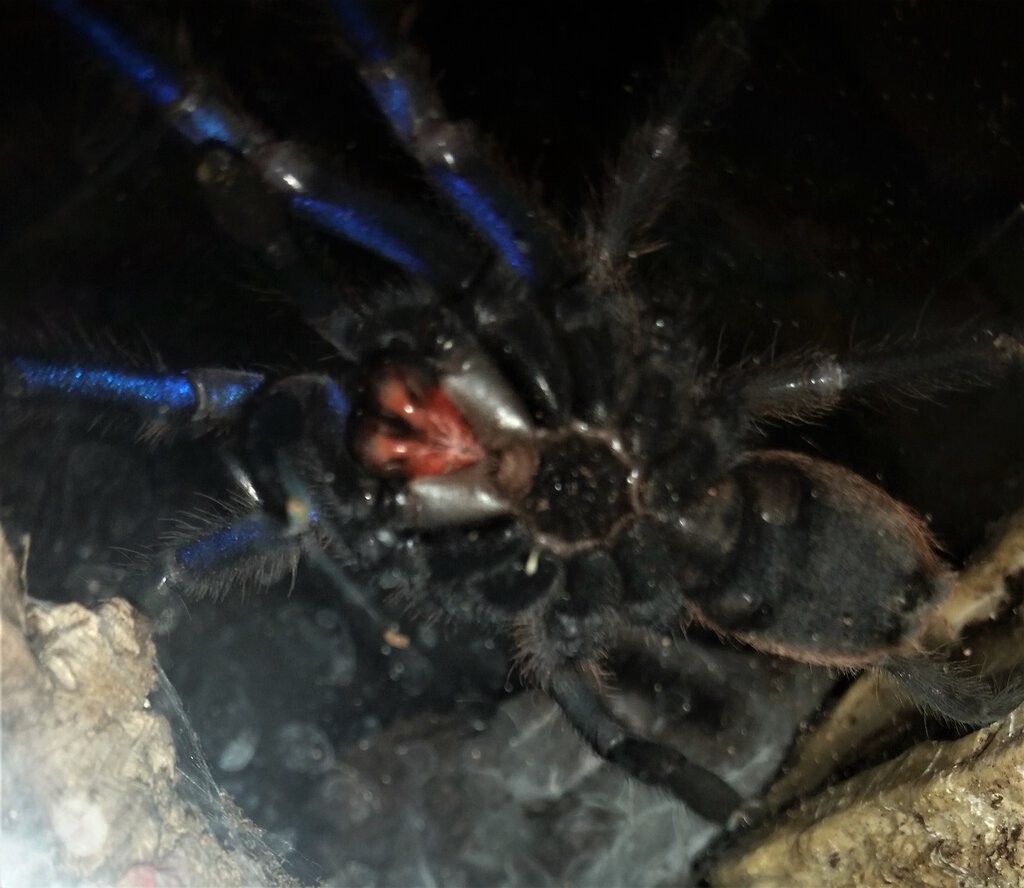 Chilobrachys sp. Electric Blue Better Ventral Look After Less Food |  Arachnoboards