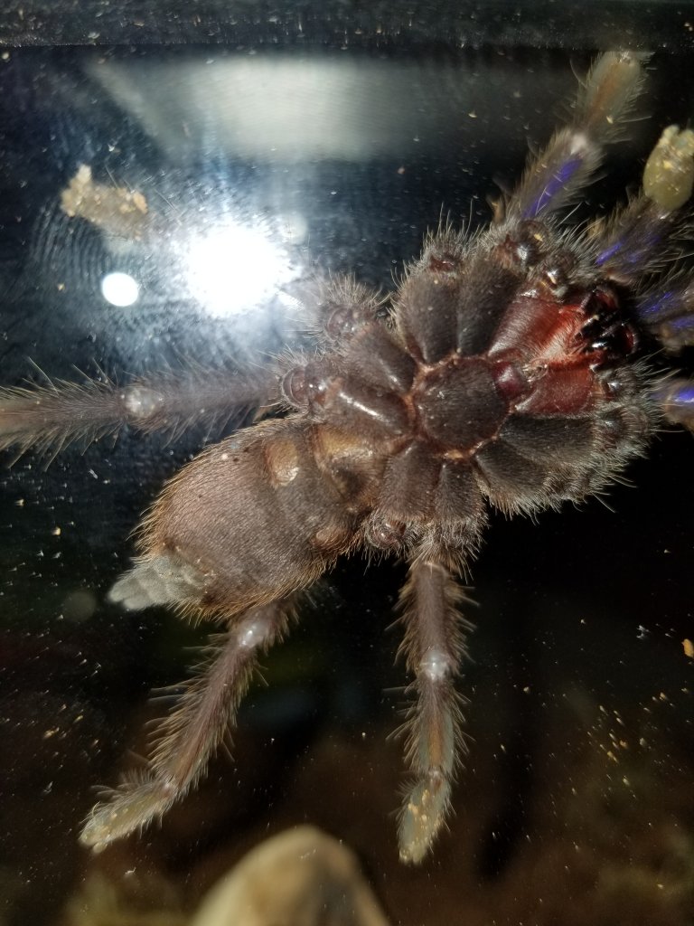 chilobrachys sp. electric blue