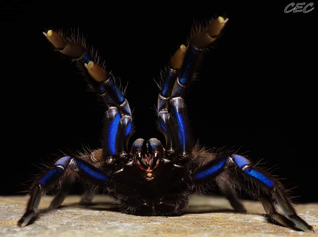 Chilobrachys sp. "Electric Blue"