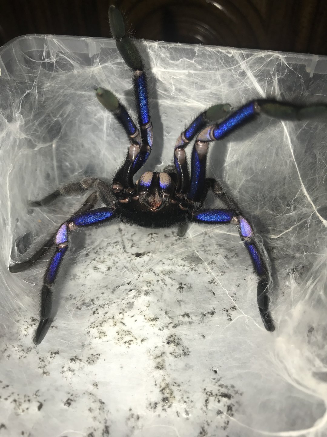 Chilobrachys sp electric blue