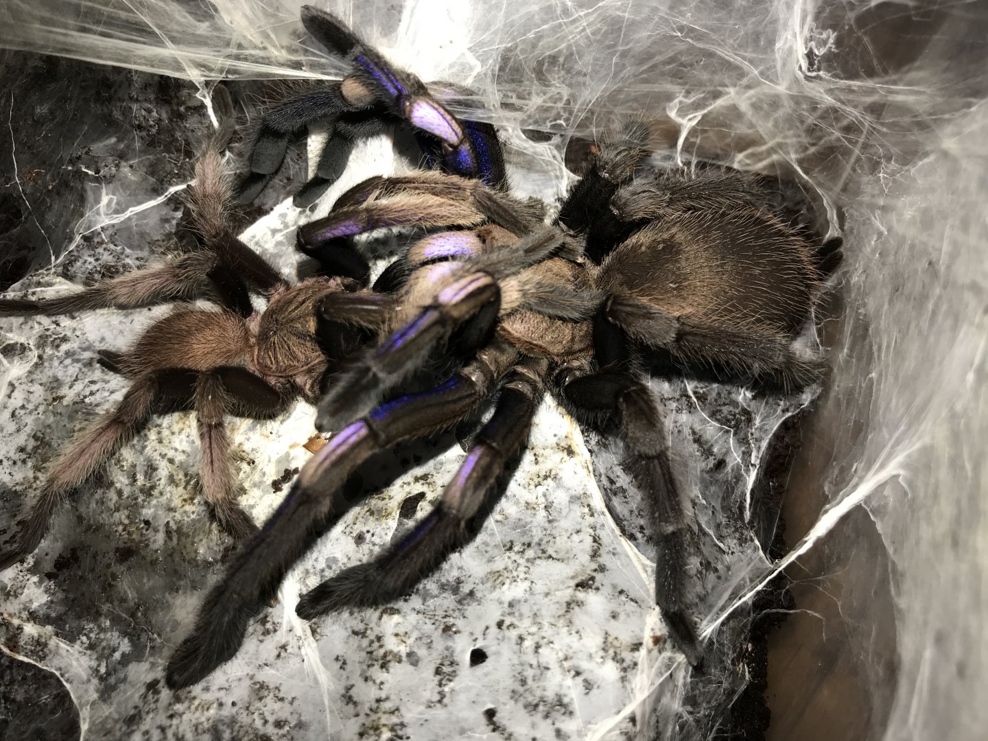 Chilobrachys sp electric blue